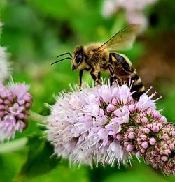 Close-up of bee pollinating on purple flower