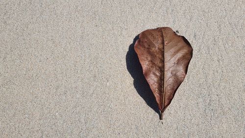 High angle view of dry leaf on concrete