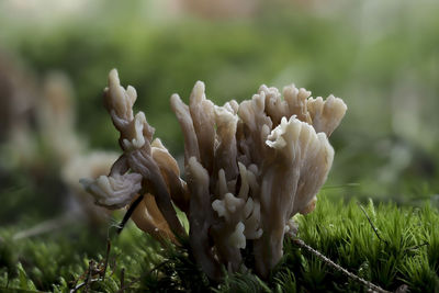 Close-up of flowering plant on field