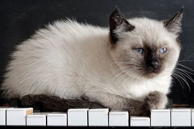 A close up of a white cat with blue eyes sitting on the keys of a piano.