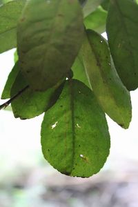 Close-up of fruit on tree