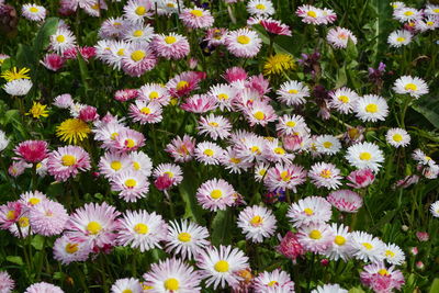 High angle view of pink flowering plants