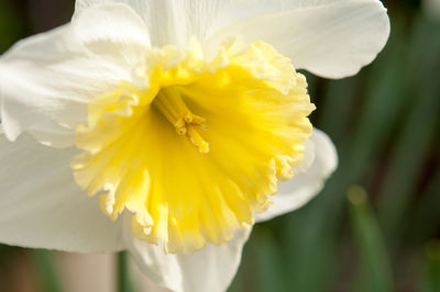 Close-up of yellow flower