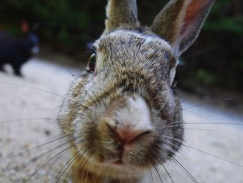 Close-up of an animal