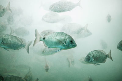 Fish swimming in sea