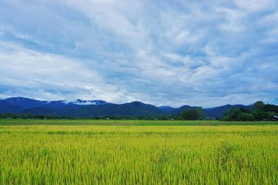 Scenic view of agricultural field against sky