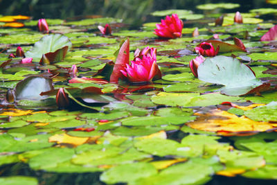 Close-up of water lily in lake