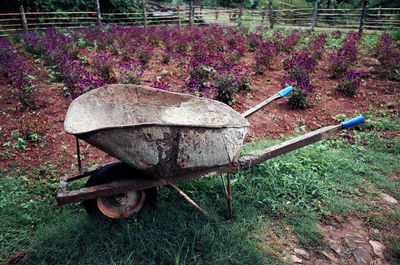 Flower plant on field