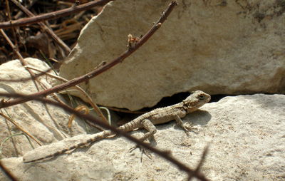 Close-up of lizard on ground