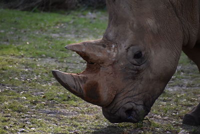 Close-up of white rhinoceros grazing