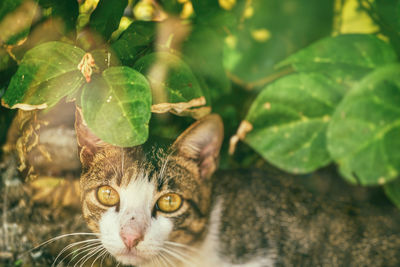 Cute brown cat hiding under green leaves