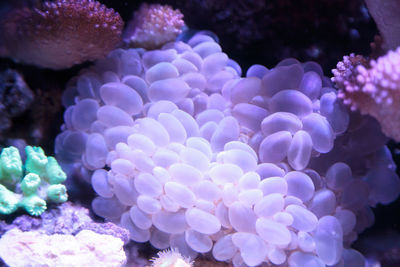 Close-up of coral in sea