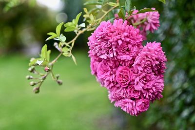 Close-up of pink flowering plant