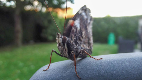 Close-up of insect