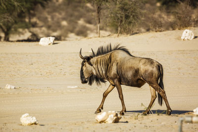 Horse standing on sand at beach