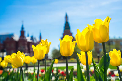 Close-up of yellow tulips on field against sky