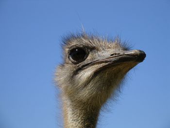 Close-up of ostrich against clear blue sky