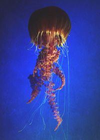 Close-up of jellyfish swimming in sea