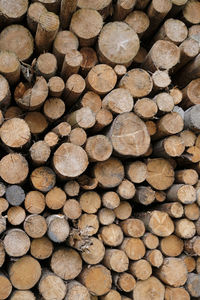 Stacked tree logs in a forest