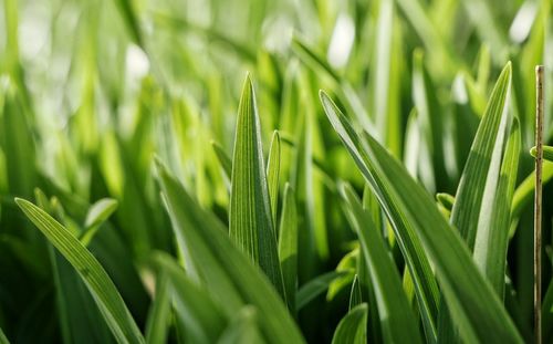 Close-up of wheat growing on field