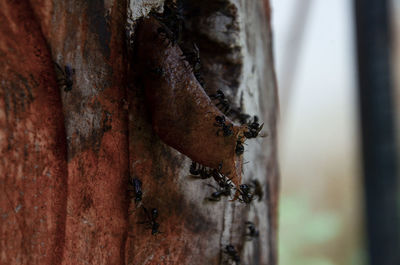 Close-up of insect on rusty metal