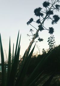 Close-up of plants against clear sky