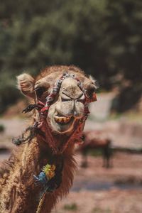 Portrait of camel on field