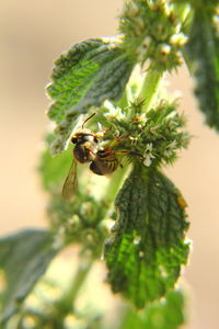 Close-up of insect on plant