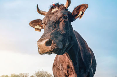 Close-up of cow