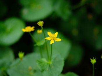 Close-up of yellow flowering plant