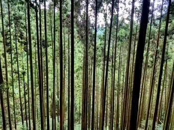 Full frame shot of bamboo trees in forest