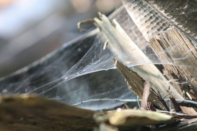 Close-up of water drops on spider web