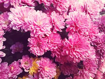 Close-up of flowers blooming outdoors