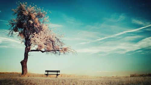 Bare tree on landscape against sky
