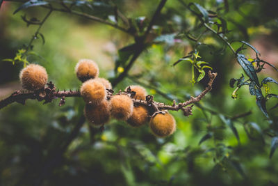 Low angle view of fruits growing on tree