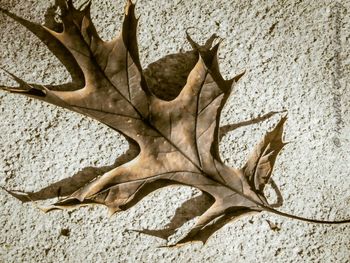 Close-up of leaves