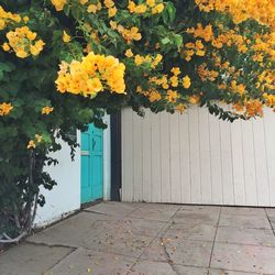 Close-up of flowers in backyard