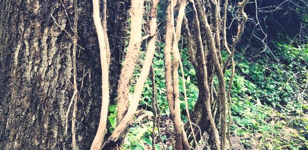 Close-up of tree trunk in forest