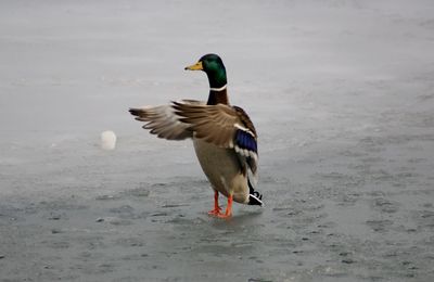 Bird on shore