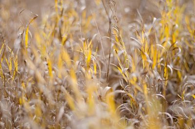 Close-up of wheat field