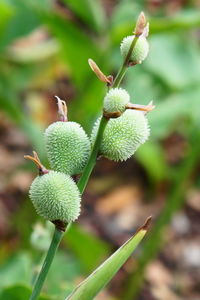 Close-up of fresh green plant