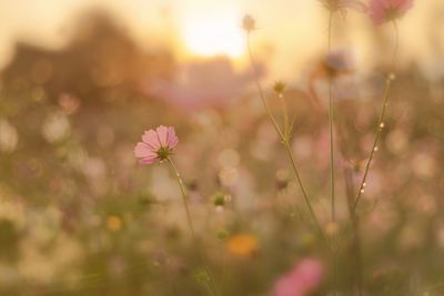 Pink cosmos flower blooming on field