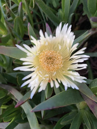 Close-up of white flowering plant