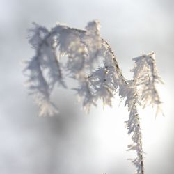 Close-up of frozen plant against sky