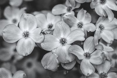 Dogwood flower is in full blooming 