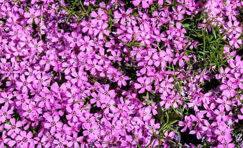 Full frame shot of pink flowers