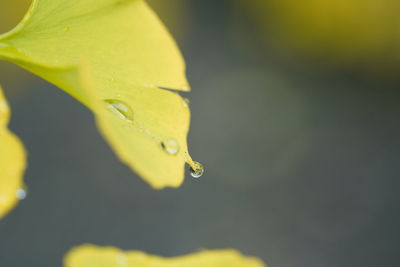 Close-up of water drops on leaf