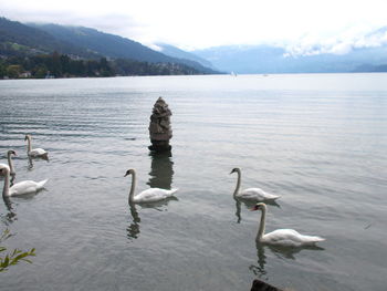 Swans swimming in lake against sky