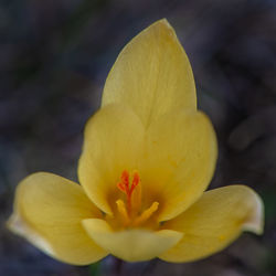 Close-up of yellow flowering plant