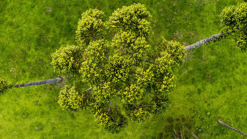 High angle view of trees on field